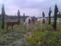 /album/galleria-foto-la-storia/a11535916-1680777205485048-1872156662904004389-n-jpg/